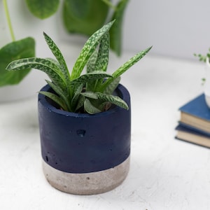 Concrete and Navy Blue Plant pot - Concrete planter - Cactus Planter - Succulent Planter  - Plant pots