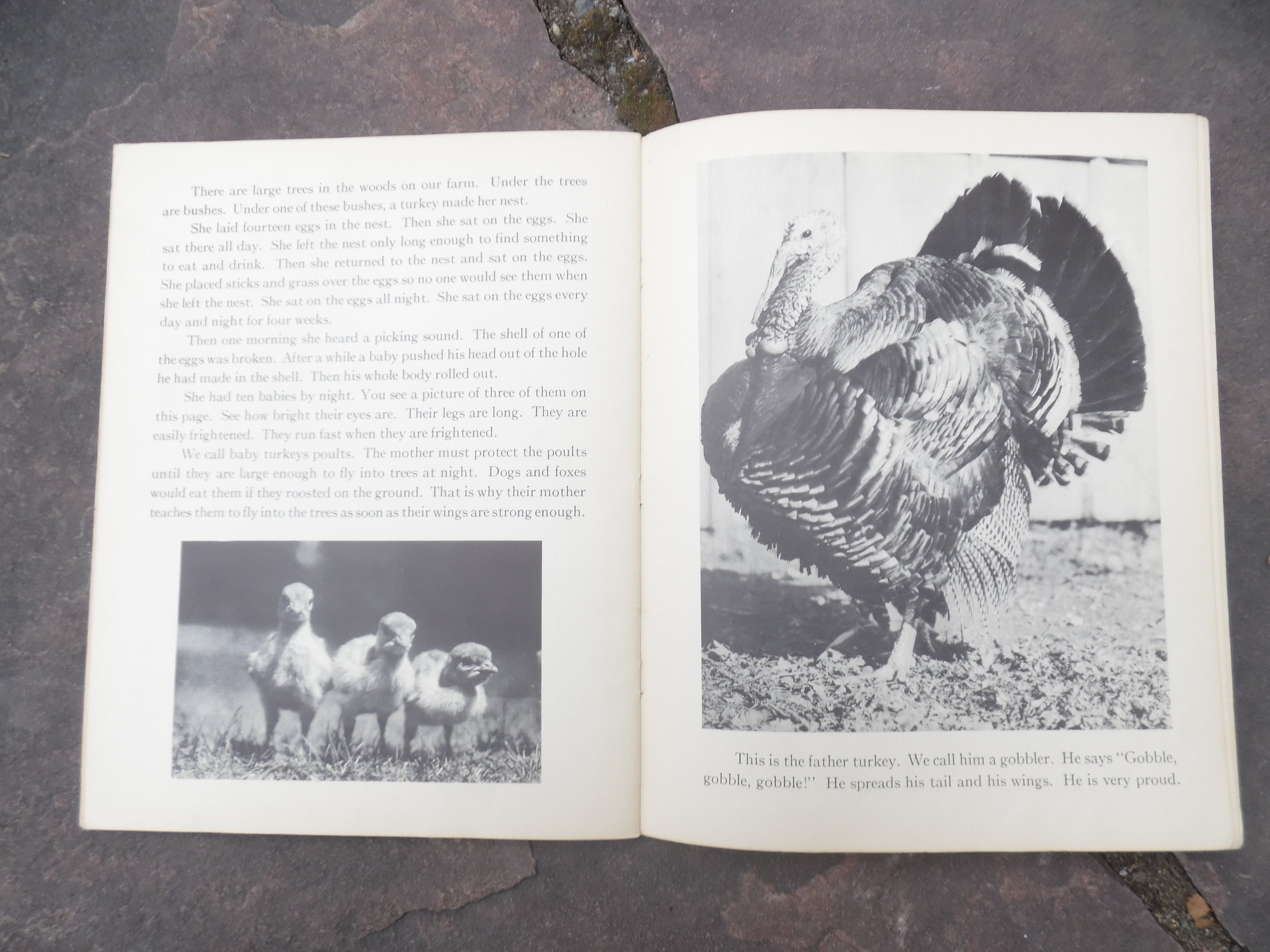 Vintage large Children's book On Our Farm Etsy