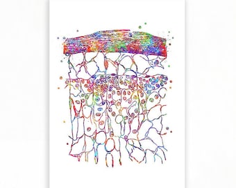 Lymphatic Glands Watercolour Art Print - Lymphatic Glands  Art - Lymphatic System Prints - Heart Prints - Anatomy Art - Medical Art