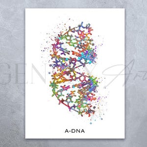 DNA Watercolor Art Print  - A-DNA Molecule Art - Medical Art Poster - Genetics Science Art - Genetic Microbiology Art Clinic Lab Decor AS24