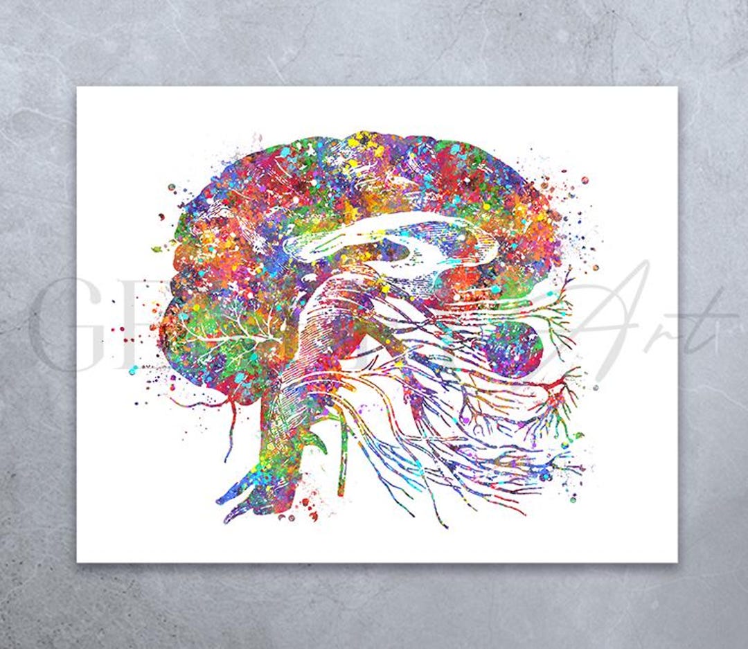 Brain Cranial Nerves Watercolor Print: Neurology Anatomy Art - Etsy
