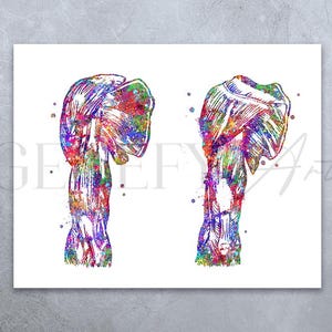 Human Shoulder Muscle Watercolour Art Print, Shoulder Muscle Art, Chiropractic Clinic Poster, Orthopedic Poster,Chiropractor Art Poster