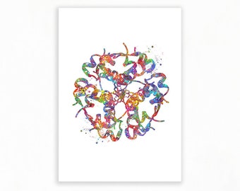 Insulin Structure Watercolor Art Print - Endocrinology Diabetes Prints - Insulin Hormone Prints - Gift for Endocrinologist AS43