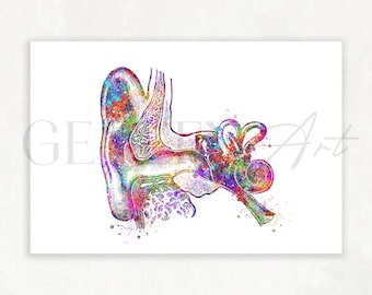 Ear Anatomy Watercolor Art Print - Ear Diagram Poster - Audiology Art - Medical Art Poster - Gift for Audiologists - Audiology Print AS28