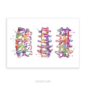 Cervical Spine Watercolor Art Print, Cervical Vertebrae Anatomy Watercolor Art Print, Vertebral Spinal Column, Vertebral Column Bones AS18