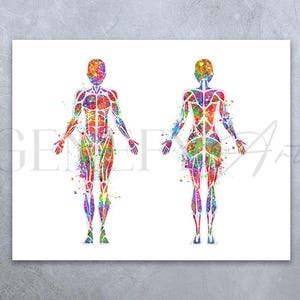 Female Muscular System Watercolour Print - Muscular System Art - Chiropractic Clinic Poster - Orthopaedic Poster - Chiropractor Art Poster