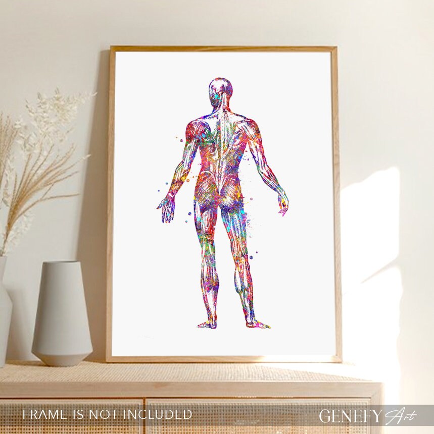 Human Muscular System Watercolor Art Print: Anatomy Poster - Etsy