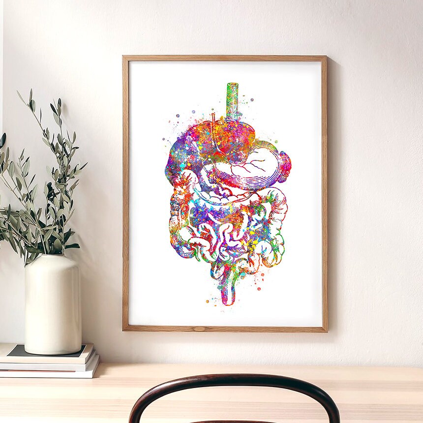 Watercolor Digestive System Anatomy Art Print - Etsy