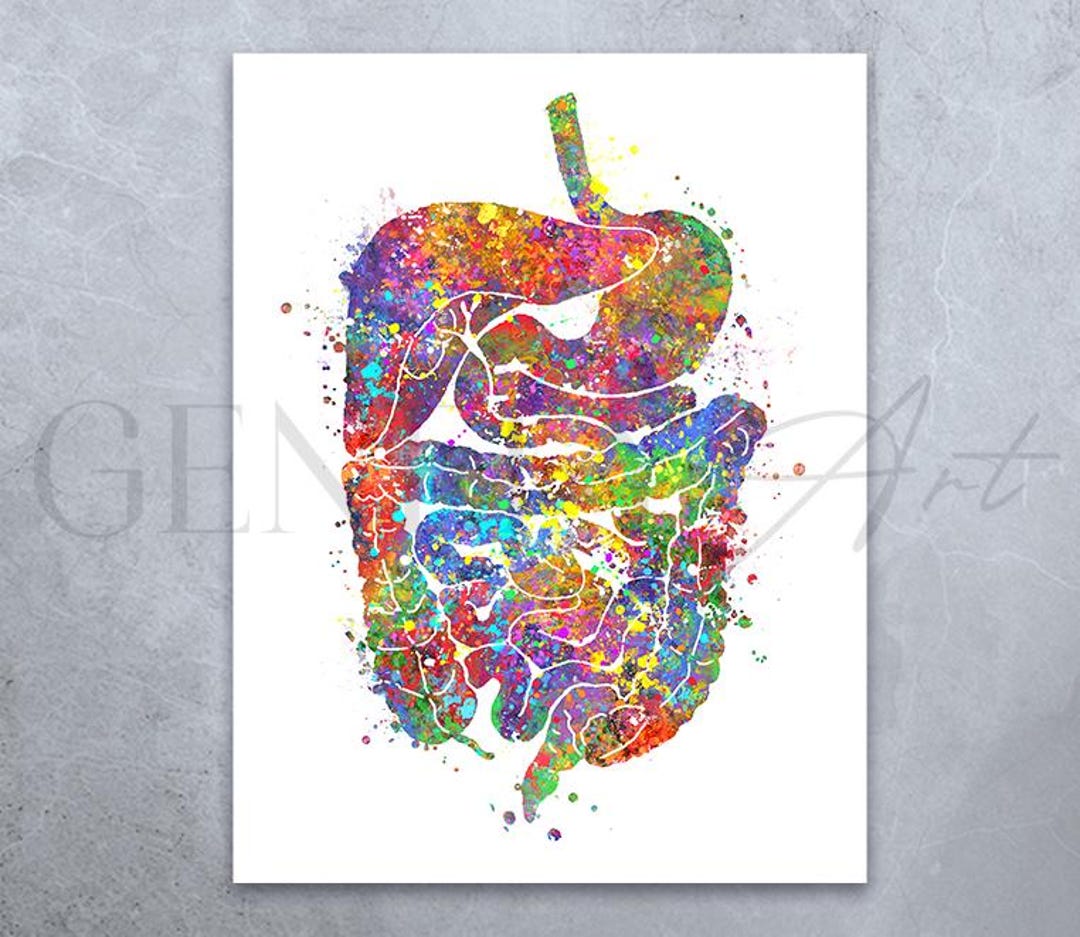 Digestive System Watercolor Print: Human Anatomy Poster - Etsy UK