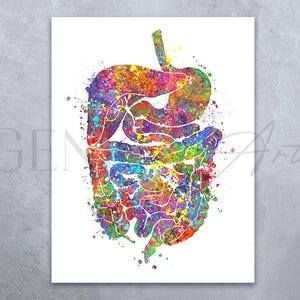 Digestive Tract Anatomy Watercolour Art Print - Gastrointestinal Tract Anatomy Print - Digestive System Poster - Human Anatomy Print AS22
