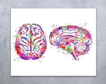 Brain Anatomy Watercolour Art Print: Science Poster