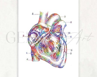 Heart Anatomy Watercolour Art Print - Cardiology Art - Heart Anatomy Prints - Cardiology Prints - Anatomy Art - Medical Art  AS38