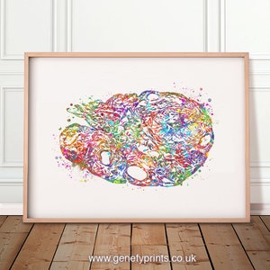 Ovary Anatomy Watercolour Art Print - Female Reproductive System Art-  - Ovary Poster - Gynaecology Prints - Ovaries Artwork AS59