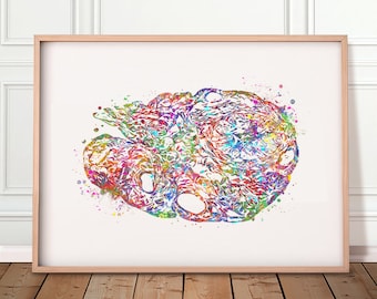 Ovary Anatomy Watercolour Art Print: Female Reproductive System
