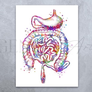 Human Stomach and Intestines Watercolour Art Print  Human Digestion Anatomy Print - Digestive System Poster - Human Anatomy Print