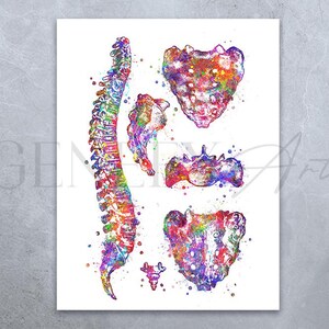 May include: A watercolor illustration of the human spine and vertebrae. The spine is depicted in a rainbow of colors, with each vertebra highlighted in a different shade. The illustration is set against a white background.