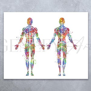 Muscular System Watercolour Print - Muscles Anatomy Art - Chiropractic Clinic Poster - Orthopaedic Poster - Chiropractor Art Poster