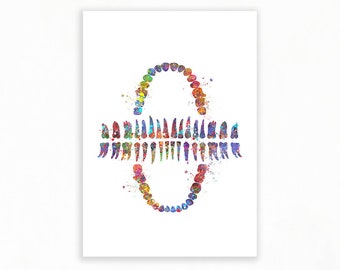 Human Teeth Chart Watercolour Art Print, Dentistry Print, Gift for Dentist, Teeth Chart Art, Dental Office Decor