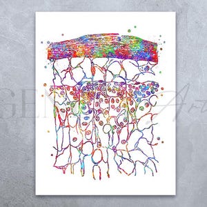 Lymphatic Glands Watercolour Art Print - Lymphatic Glands  Art - Lymphatic System Prints - Heart Prints - Anatomy Art - Medical Art