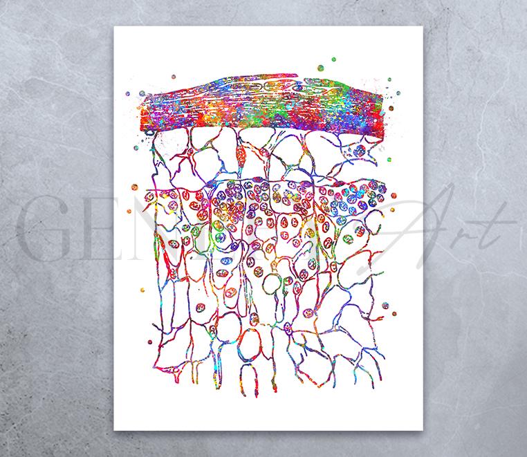 Lymphatic Glands Watercolour Art Print - Lymphatic Glands  Art - Lymphatic System Prints - Heart Prints - Anatomy Art - Medical Art