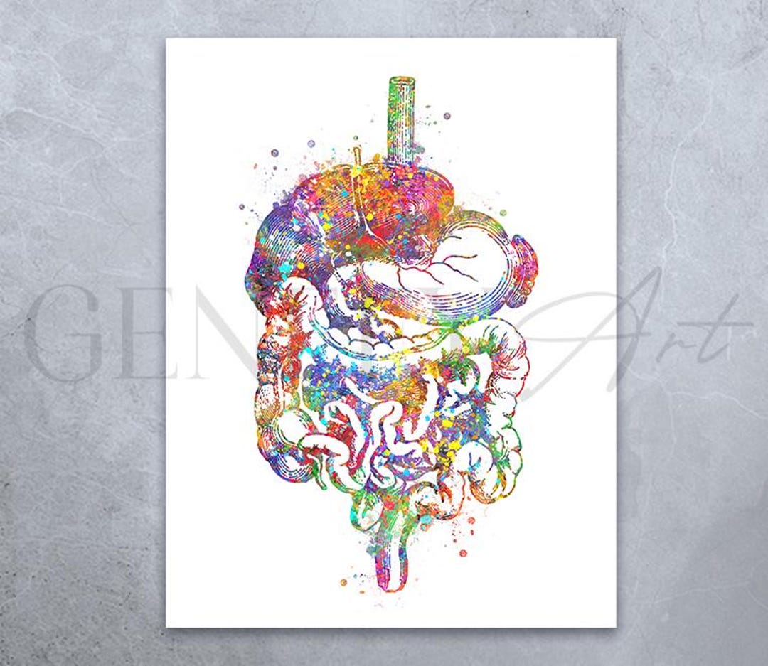 Watercolor Digestive System Anatomy Art Print - Etsy
