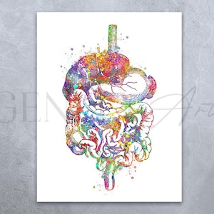 Digestive Tract Anatomy Watercolour Art Print - Human Digestion Anatomy Print - Digestive System Poster - Human Anatomy Print AS22