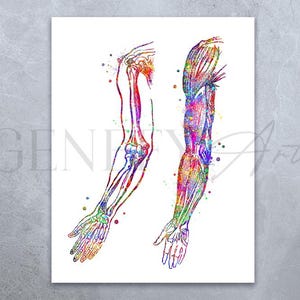 Human Arm Bones and Muscles Anatomy Watercolour Print, Arm Muscles, Chiropractic Clinic Poster,Orthopedic Poster,Chiropractor Art Poster