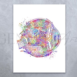 Oog anatomie aquarel kunst - oog medische kunst print - oogheelkunde poster - optometrie abstracte print - cadeau voor optometrist AS95