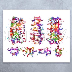 Lumbar Spine Vertebra Watercolour Art Print, Human Spinal Cord Anatomy Art, Vertebral Spinal Column, Vertebral Column Bones, Spine Art