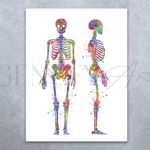 Torso Skeleton Watercolor Art Print - Human Skeleton Torso Poster - Human Skeleton Anatomy Art - Torso Skeletal Bones Poster AS77