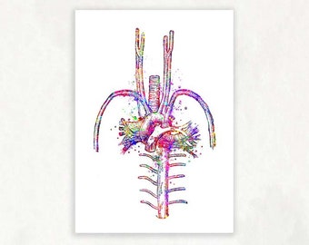 Heart Blood Vessels Watercolour Art Print - Cardiology Art - Heart Anatomy Prints - Cardiology Prints - Anatomy Art - Medical Art