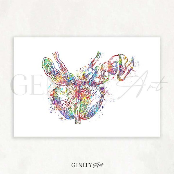 Prostate Anatomy Watercolour Print - Male Reproductive System Poster - Male Prostate Prints - Prostate Anatomy Poster AS93