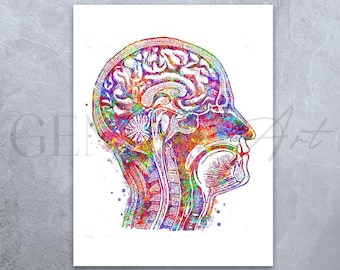 Human Brain Anatomy Watercolour Print: Science Art Poster