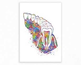 Molar Tooth Section Watercolour Art Print, Tooth Anatomy Art, Gift for Dentist, Teeth Illustration Art, Teeth Watercolour Art