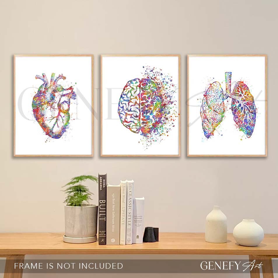 Heart Brain Lungs Watercolour Print Set of 3 Human Brain - Etsy UK