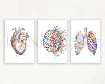 Heart, Brain, Lungs Watercolour Print, Set of 3 Human Brain Prints, Lungs Prints, Heart Poster AS96