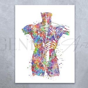 Back Muscles Watercolour Print - Back Muscles Anatomy Art - Chiropractic Clinic Poster - Orthopedic Poster - Chiropractor Art Poster AS90