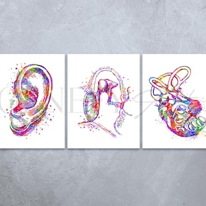 Anatomia ucha, akwarela, wydruk - zestaw 3 sztuk - sztuka ucha zewnętrznego, środkowego i wewnętrznego - sztuka audiologiczna - plakat Cochlea Cochlea Prints Audiology Print