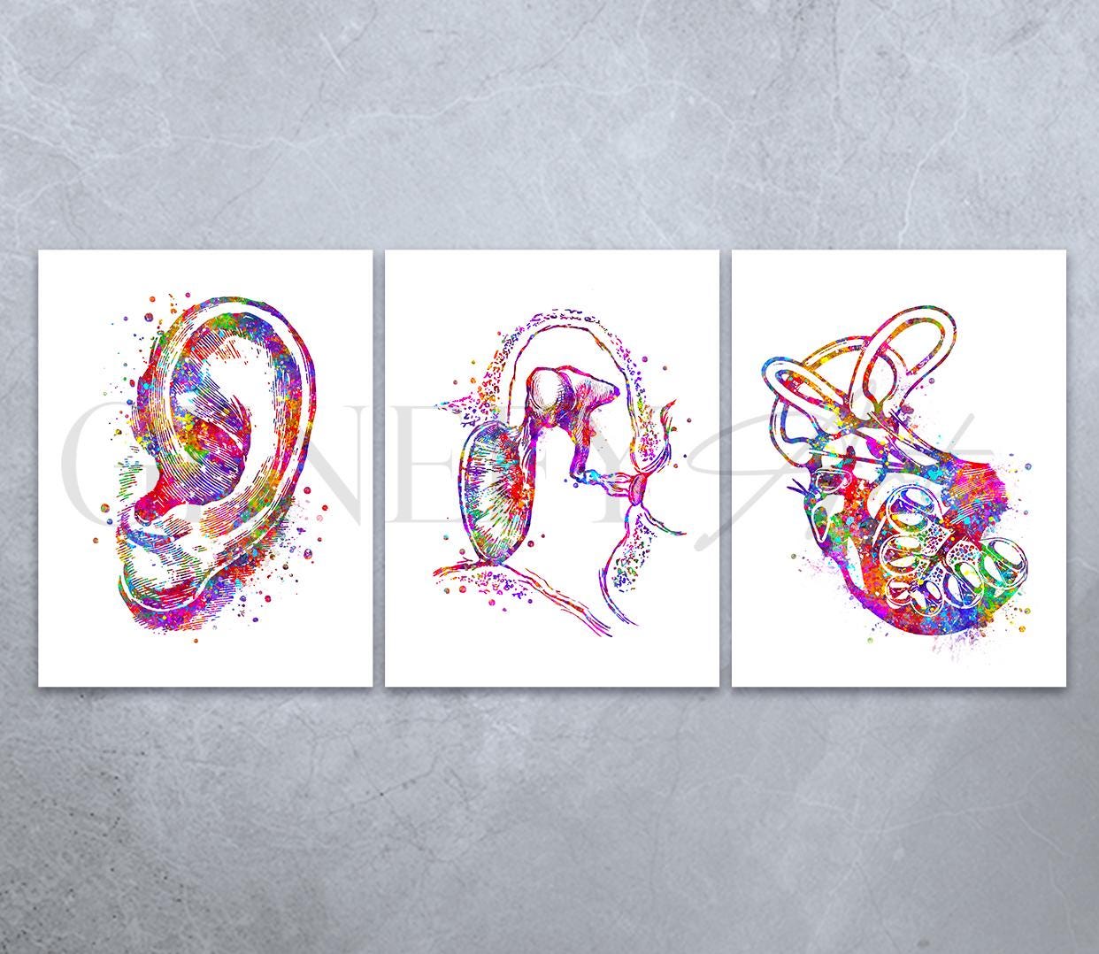 Ear Anatomy Watercolor Art Print Set: Audiology Decor - Etsy