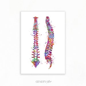 Spinal Cord Watercolor Art Print - Coccyx Vertebrae Watercolor Art Painting - Vertebral Spinal Column Poster - Spinal Anatomy Art AS74