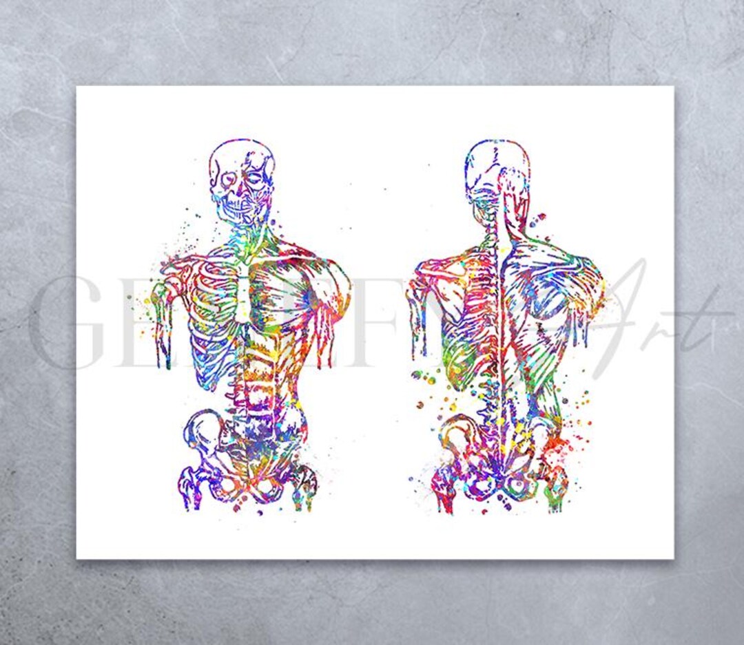 Muscular System Watercolor Print: Human Body Anatomy Art - Etsy