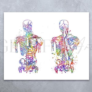 Muscular System Anatomy Watercolour Print - Human Muscles Body Anatomy Art - Orthopedic Poster - Chiropractor Art Poster AS97