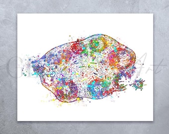 Ovary Anatomy Watercolour Print: Female Reproductive System Art