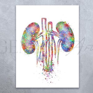 Kidneys Anatomy Watercolour Print - Nephrology Poster - Nephrology Prints - Urinary Tract Anatomy - Gift for Nephrologist