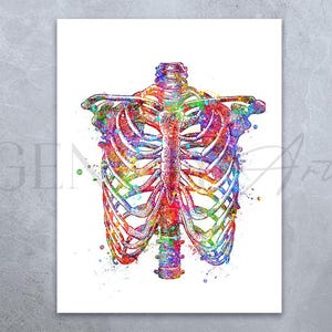 Rib Cage Anatomy Watercolor Print, Rib Cage Anatomy Watercolor Art, Chest Bones Anatomy, Thorax Anatomy Art Print AS85