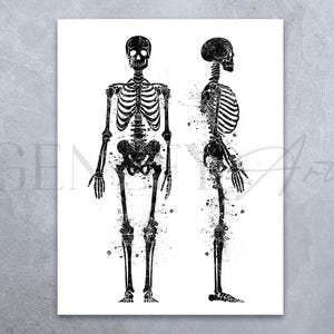 Torso Skeleton Watercolor Art Print - Human Skeleton Torso Poster - Human Skeleton Anatomy Art - Torso Skeletal Bones Poster AS77