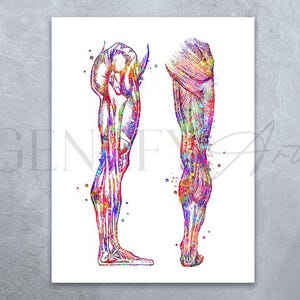 Human Leg and Foot Muscle Watercolour Art Print, Leg Muscles Art, Chiropractic Clinic Poster, Orthopedic Poster,Chiropractor Art Poster