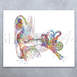 Ear Anatomy Watercolor Art Print - Ear Diagram Poster - Audiology Art - Medical Art Poster - Gift for Audiologists - Audiology Print AS28