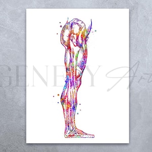 Human Leg and Foot Muscle Watercolour Art Print, Leg Muscles Art, Chiropractic Clinic Poster, Orthopedic Poster,Chiropractor Art Poster