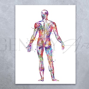 Human Muscular System Watercolour Art Print - Human Anatomy And Muscles Poster - Human Skeleton Anatomy Art - Torso Skeletal Bones Poster